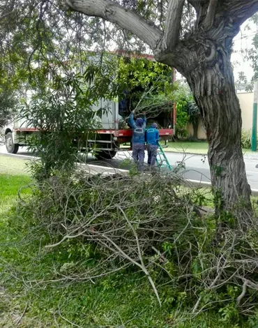 Recojo de Maleza